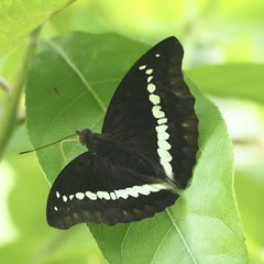 Bassarona teuta