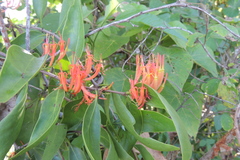 Dendrophthoe glabrescens
