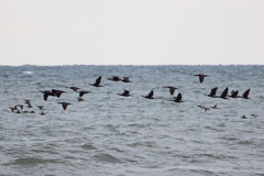 Phalacrocorax carbo