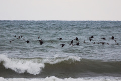 Phalacrocorax carbo
