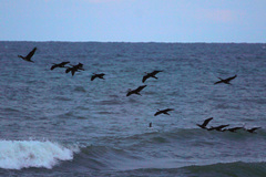 Phalacrocorax carbo