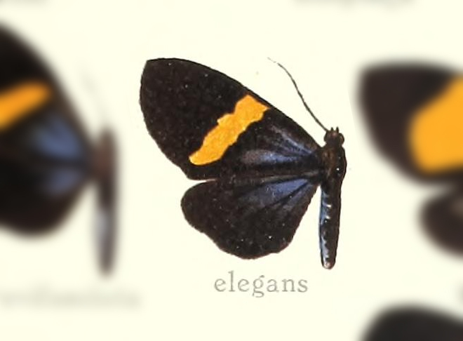 Sagaropsis cajonata