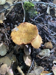 Chalciporus aurantiacus