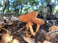 Chalciporus aurantiacus