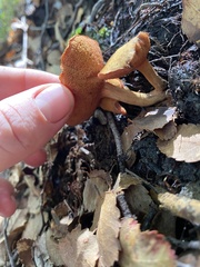 Chalciporus aurantiacus