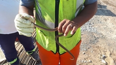 Paraphimophis rusticus