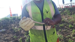 Paraphimophis rusticus