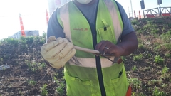 Paraphimophis rusticus