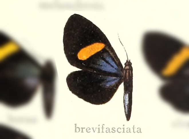 Sagaropsis brevifasciata