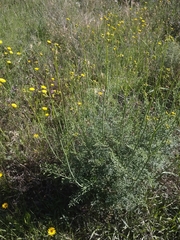 Onopordum macracanthum