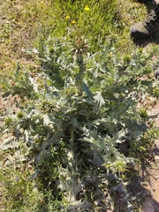 Onopordum macracanthum