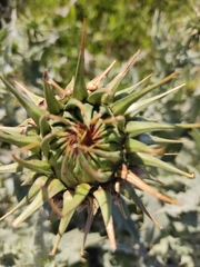Onopordum macracanthum