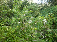 Glossocarya hemiderma