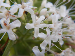 Glossocarya hemiderma