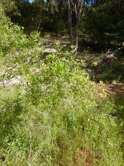Platysace valida