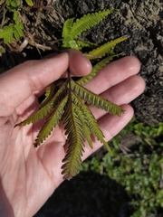 Pteris minor