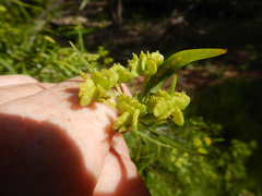 Platysace valida