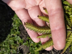 Pteris minor