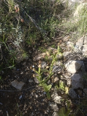 Ophrys speculum