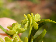 Platysace valida