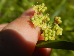 Platysace valida