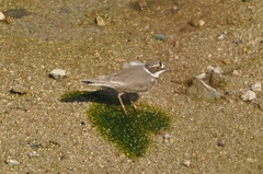 Charadrius dubius