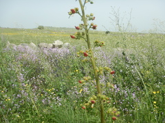 Scrophularia rubricaulis