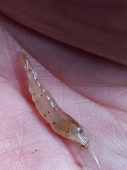 Caridina formosae