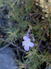 Linaria nigricans