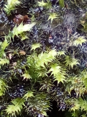 Racopilum cuspidigerum