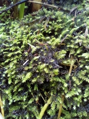 Racopilum cuspidigerum