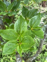 Rhododendron mariesii