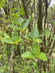 Rhododendron mariesii