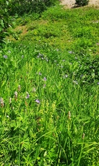 Platanthera convallariifolia