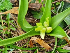 Dactylorhiza sambucina