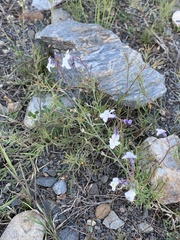 Linaria nigricans