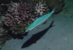 Caesio striata