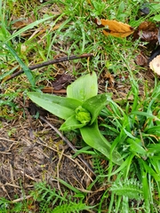 Dactylorhiza sambucina