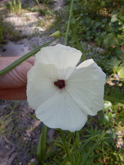Hibiscus meraukensis