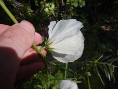 Hibiscus meraukensis