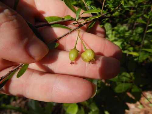 Neoroepera banksii observed 2022-03-16