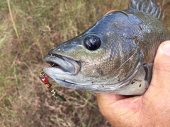 Hephaestus fuliginosus