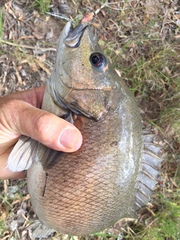 Hephaestus fuliginosus