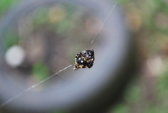 Araneidae