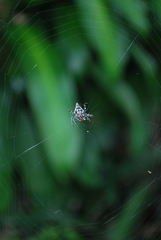 Araneidae