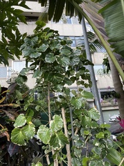 Polyscias balfouriana