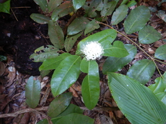 Phaleria octandra