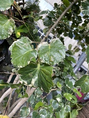 Polyscias balfouriana