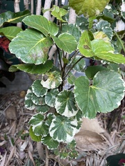 Polyscias balfouriana