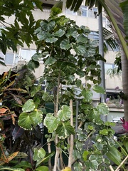 Polyscias balfouriana